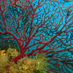 Sea Fan, photo 3