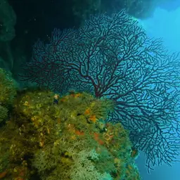 Sea Fan, photo 4