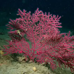 Sea Fan, photo 5