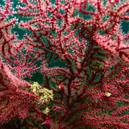 Sea Fan, photo 6
