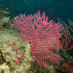 Sea Fan, photo 7