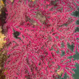 Sea Fan, photo 8