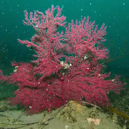 Sea Fan, photo 9