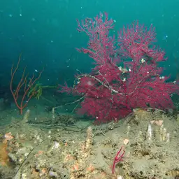 Sea Fan, photo 10
