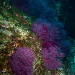 Sea Fan, photo 11