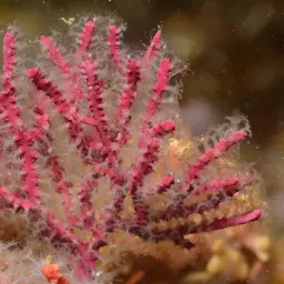 Sea Fan, photo 12