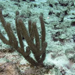 Knobby Candelabrum, photo 1