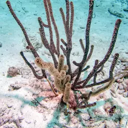 Knobby Candelabrum, photo 6