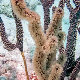 Knobby Candelabrum, photo 8