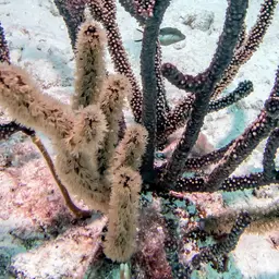 Knobby Candelabrum, photo 9