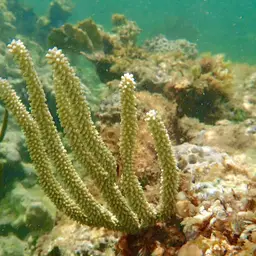 Knobby Candelabra, photo 2