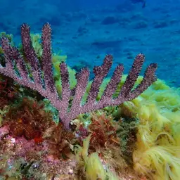 Doughnut Sea Rod, photo 1