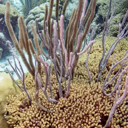 Doughnut Sea Rod, photo 2