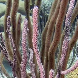 Doughnut Sea Rod, photo 3