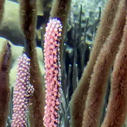 Doughnut Sea Rod, photo 4
