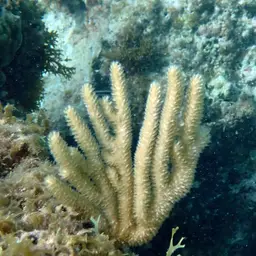 Doughnut Sea Rod, photo 5