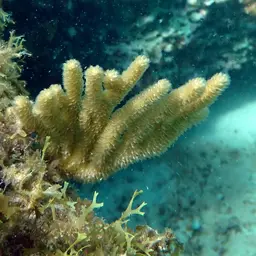 Doughnut Sea Rod, photo 6