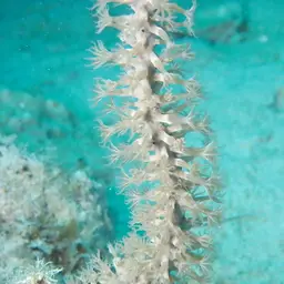 Caribbean Sea Whip, photo 1