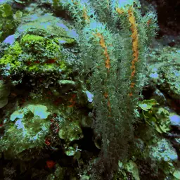 Caribbean Sea Whip, photo 2