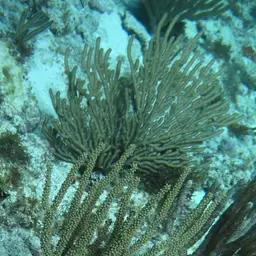 Swollen-knob Candelabrum, photo 9