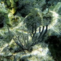 Swollen-knob Candelabrum, photo 11