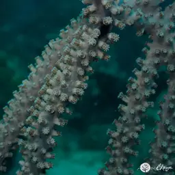 Shelf-knob Sea Rod, photo 1