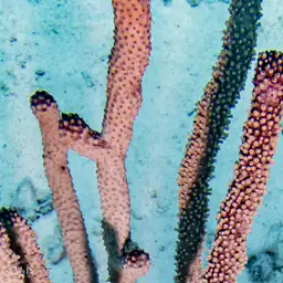Shelf-knob Sea Rod, photo 3