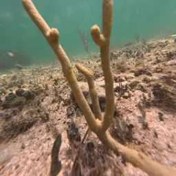 Shelf-knob Sea Rod, photo 4