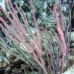 Shelf-knob Sea Rod, photo 5
