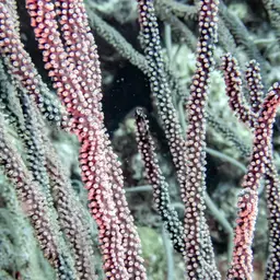 Shelf-knob Sea Rod, photo 6