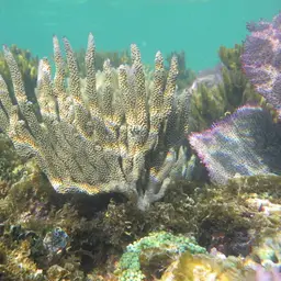 Shelf-knob Sea Rod, photo 7