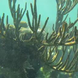 Shelf-knob Sea Rod, photo 8