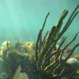 Shelf-knob Sea Rod, photo 9
