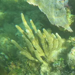 Shelf-knob Sea Rod, photo 10