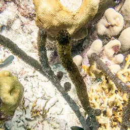 Shelf-knob Sea Rod, photo 11