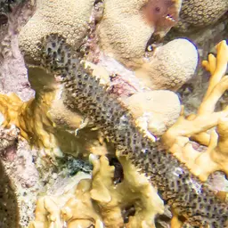 Shelf-knob Sea Rod, photo 12