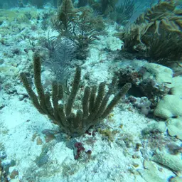 Knobby Candelabra, photo 1