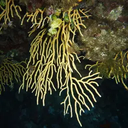 Yellow Gorgonian, photo 1