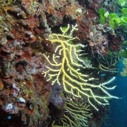 Yellow Gorgonian, photo 2