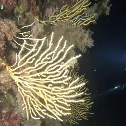 Yellow Gorgonian, photo 3