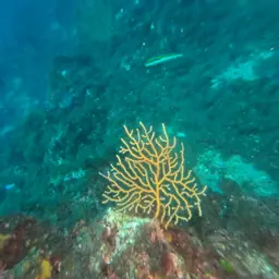 Yellow Gorgonian, photo 4