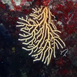 Yellow Gorgonian, photo 5