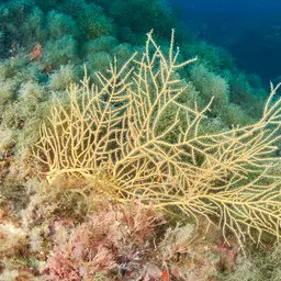 Yellow Gorgonian, photo 6
