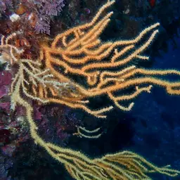 Yellow Gorgonian, photo 7