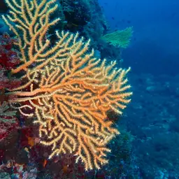 Yellow Gorgonian, photo 8