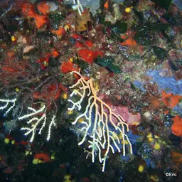 Yellow Gorgonian, photo 9