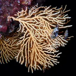 Yellow Gorgonian, photo 10