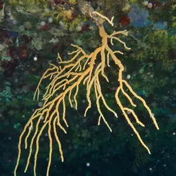 Yellow Gorgonian, photo 11