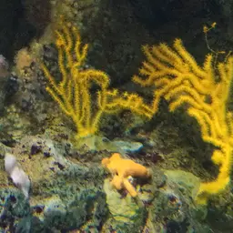 Yellow Gorgonian, photo 12