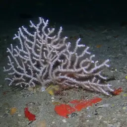 Sea Fan